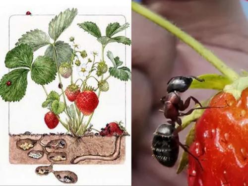 Муравьи в клубнике. Как спасти клубнику от муравьев