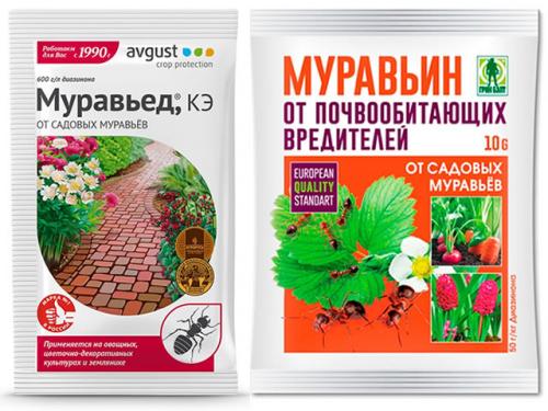 Муравьи в клубнике. Как спасти клубнику от муравьев