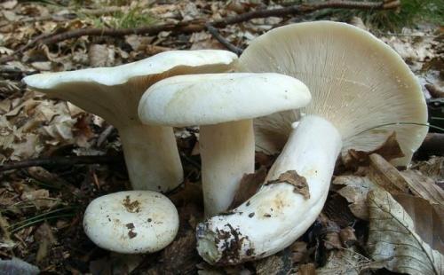 Какие виды белых груздей употребляются в пищу. Настоящие съедобные грибы грузди: список, описание с названиями, фото