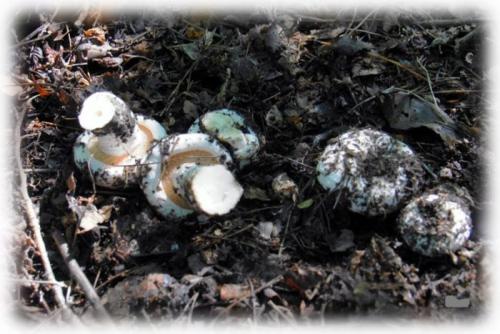 Какие особенности обработки груздей в зависимости от сорта. Грибы грузди: виды, польза и вред, фото. Как отличить настоящий съедобный груздь от ложного, ядовитого? В каком лесу растут съедобные и ложные грузди, как они выглядят: фотографии, описание. Когда собирают съедобные грибы грузди?