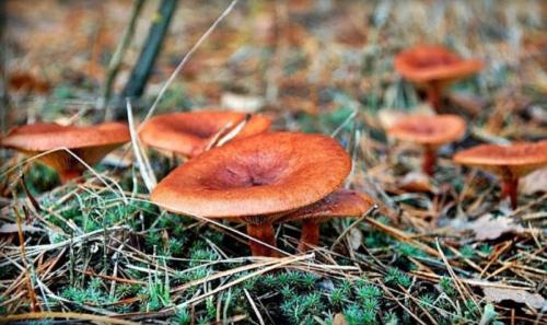 Какие виды белых груздей употребляются в пищу. Настоящие съедобные грибы грузди: список, описание с названиями, фото