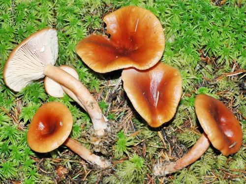 Что такое белый груздь. Белый груздь — три вида засолки