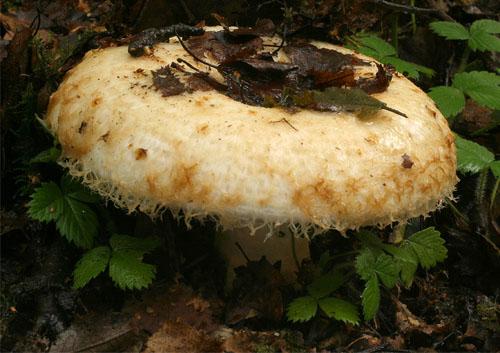 Что такое белый груздь. Белый груздь — три вида засолки