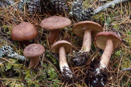 Горчит ли белый груздь: факты и мифы 06