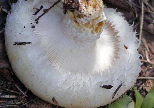 Что такое белый груздь. Белый груздь — три вида засолки