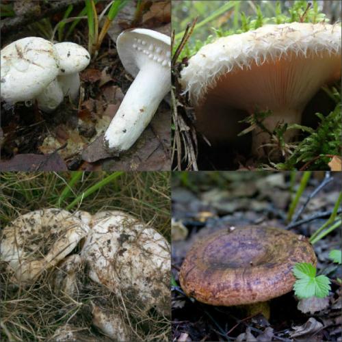 Какие особенности обработки груздей в зависимости от сорта. Грибы грузди: виды, польза и вред, фото. Как отличить настоящий съедобный груздь от ложного, ядовитого? В каком лесу растут съедобные и ложные грузди, как они выглядят: фотографии, описание. Когда собирают съедобные грибы грузди?