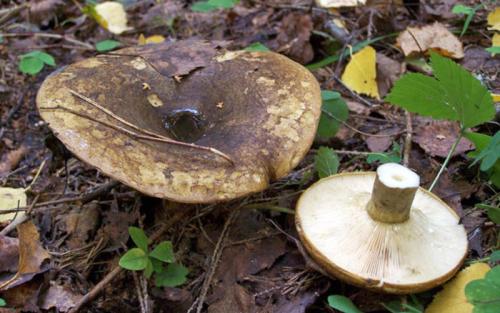 Какие особенности обработки груздей в зависимости от сорта. Грибы грузди: виды, польза и вред, фото. Как отличить настоящий съедобный груздь от ложного, ядовитого? В каком лесу растут съедобные и ложные грузди, как они выглядят: фотографии, описание. Когда собирают съедобные грибы грузди?