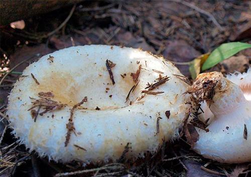 Что такое белый груздь. Белый груздь — три вида засолки