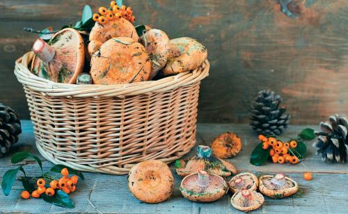 Какие особенности обработки груздей в зависимости от сорта. Грибы грузди: виды, польза и вред, фото. Как отличить настоящий съедобный груздь от ложного, ядовитого? В каком лесу растут съедобные и ложные грузди, как они выглядят: фотографии, описание. Когда собирают съедобные грибы грузди?