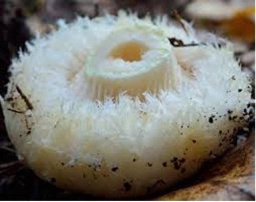 Какие особенности обработки груздей в зависимости от сорта. Грибы грузди: виды, польза и вред, фото. Как отличить настоящий съедобный груздь от ложного, ядовитого? В каком лесу растут съедобные и ложные грузди, как они выглядят: фотографии, описание. Когда собирают съедобные грибы грузди?