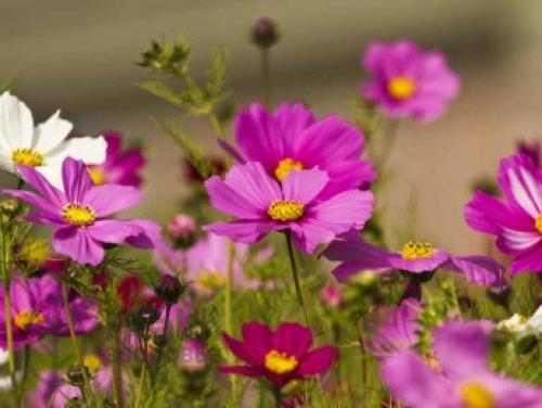 Космея лечебные свойства. Разновидности космеи 27