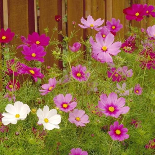 Космея заморозки. Когда сажать цветок космею – выращивание из семян, посадка и уход