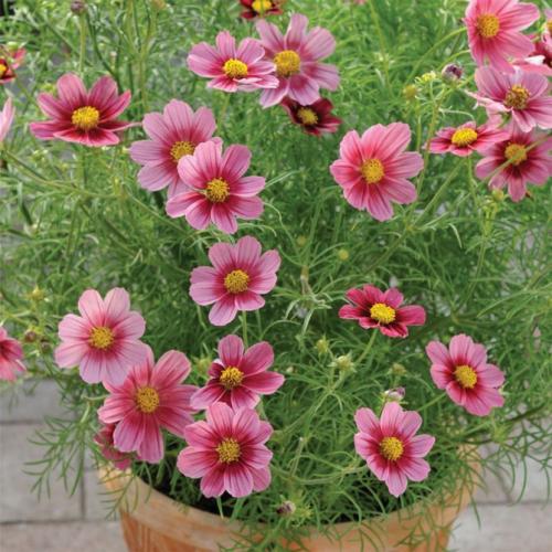 Космея заморозки. Когда сажать цветок космею – выращивание из семян, посадка и уход