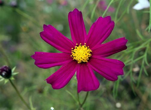 Космея заморозки. Когда сажать цветок космею – выращивание из семян, посадка и уход