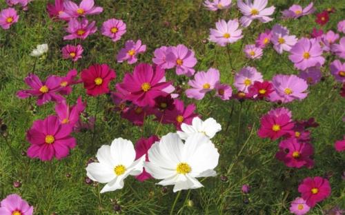 Космея заморозки. Когда сажать цветок космею – выращивание из семян, посадка и уход