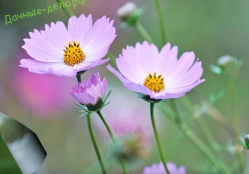 Космея лечебные свойства. Разновидности космеи 26