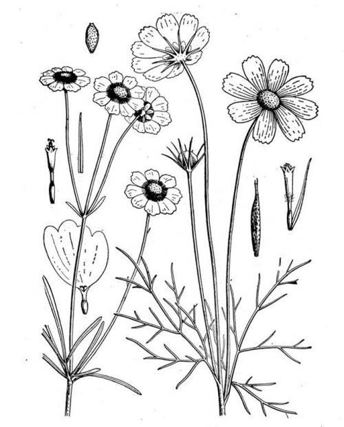 Космея заморозки. Когда сажать цветок космею – выращивание из семян, посадка и уход