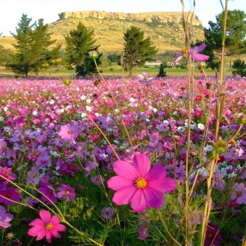 Космея заморозки. Когда сажать цветок космею – выращивание из семян, посадка и уход