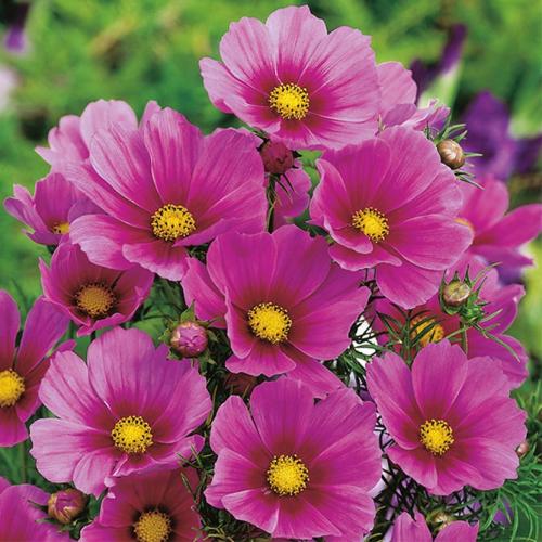 Космея заморозки. Когда сажать цветок космею – выращивание из семян, посадка и уход