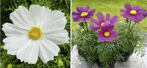 Космея заморозки. Когда сажать цветок космею – выращивание из семян, посадка и уход