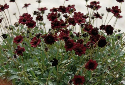 Космея в огороде. Однолетние цветные ромашки — космея