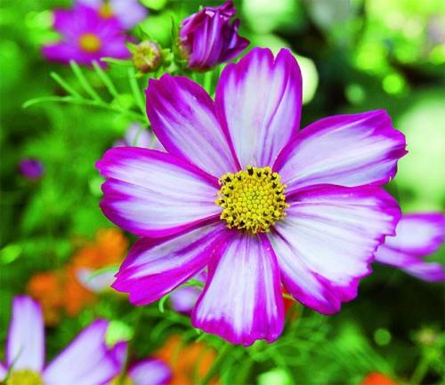 Космея заморозки. Когда сажать цветок космею – выращивание из семян, посадка и уход