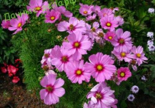 Космея лечебные свойства. Разновидности космеи 24