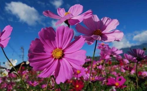 Космея заморозки. Когда сажать цветок космею – выращивание из семян, посадка и уход