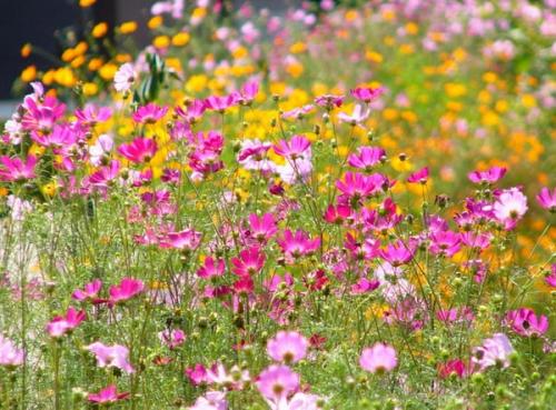 Космея лечебные свойства. Разновидности космеи 04