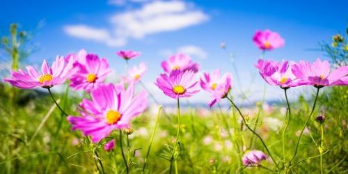 Пикировка космеи. Выращивание рассады космеи из семян