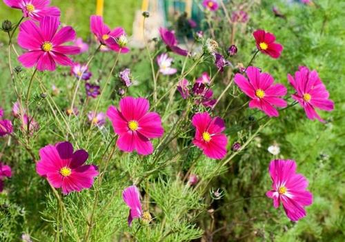 Космея заморозки. Когда сажать цветок космею – выращивание из семян, посадка и уход