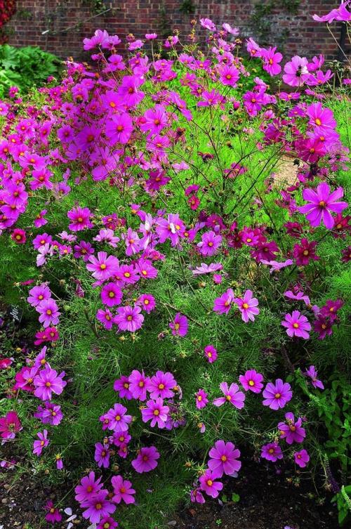 Космея заморозки. Когда сажать цветок космею – выращивание из семян, посадка и уход