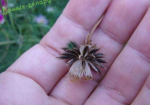 Космея лечебные свойства. Разновидности космеи 25