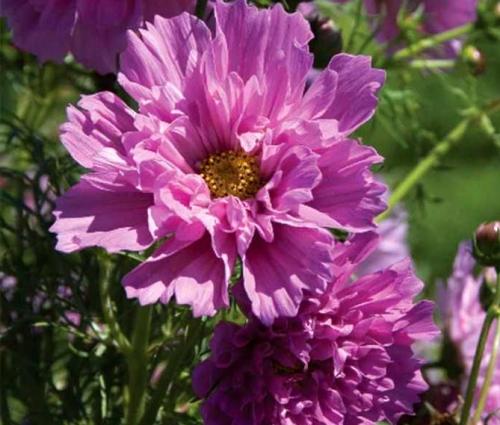 Космея заморозки. Когда сажать цветок космею – выращивание из семян, посадка и уход