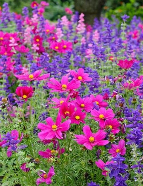 Космея лечебные свойства. Разновидности космеи 02