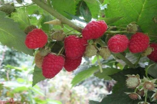 Чем отличается малина от малинового дерева. Выращивание малинового дерева, способы размножения штамбовой малины на даче