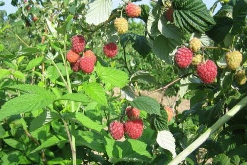 Чем отличается малина от малинового дерева. Выращивание малинового дерева, способы размножения штамбовой малины на даче