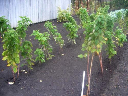 Как размножается малиновое дерево Таруса. Агротехника «малинового дерева» Таруса