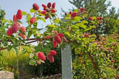 Как обрезать малиновое дерево. Уход за малиновым деревом осенью: что учесть?