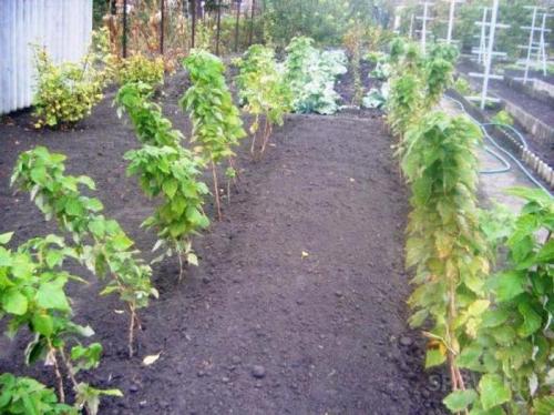 Как укрыть на зиму малиновое дерево. Малиновое дерево Сказка