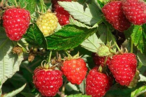 Чем отличается малина от малинового дерева. Выращивание малинового дерева, способы размножения штамбовой малины на даче