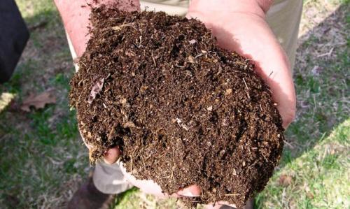 Как обрезать малиновое дерево. Уход за малиновым деревом осенью: что учесть?