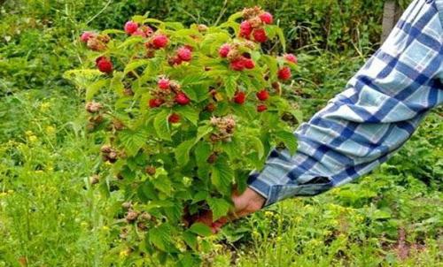 Как обрезать малиновое дерево. Уход за малиновым деревом осенью: что учесть?