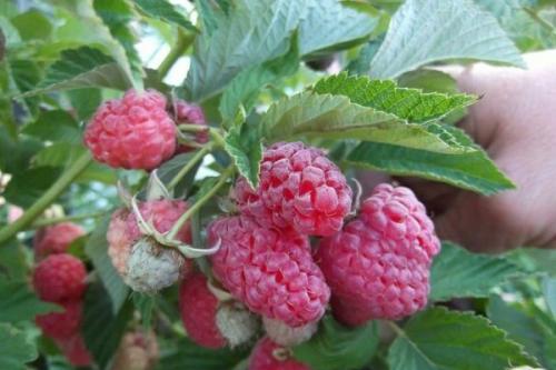 Чем отличается малина от малинового дерева. Выращивание малинового дерева, способы размножения штамбовой малины на даче