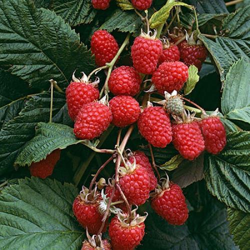 Малина которая растет на дереве. Выращивание