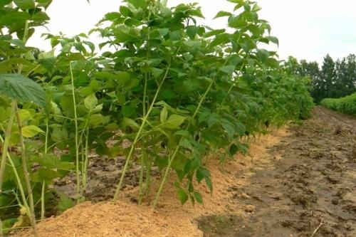 Чем отличается малина от малинового дерева. Выращивание малинового дерева, способы размножения штамбовой малины на даче