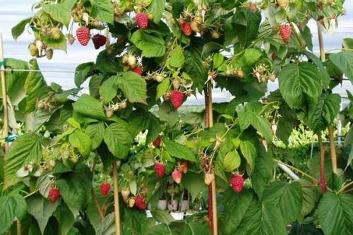 Чем отличается малина от малинового дерева. Выращивание малинового дерева, способы размножения штамбовой малины на даче