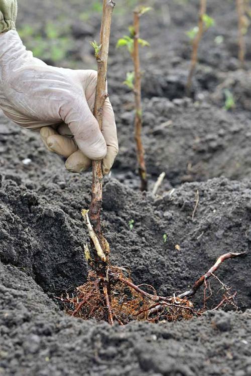 Нужно ли перекапывать малину. Посадка