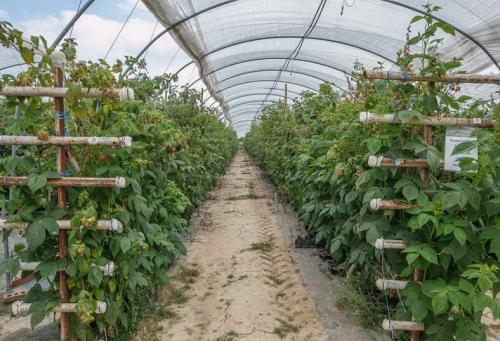 Готовим малину к зиме правильно. Осенняя обрезка малины 08 Готовим малину к зиме правильно. Осенняя обрезка малины 08