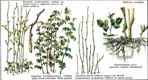 Обрезка малины осенью под корень. Когда и как правильно проводить обрезку малины осенью